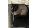 Adopt 18641 a Domestic Shorthair / Mixed cat in Covington, GA (41238212)
