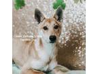 Adopt Clover a Tan/Yellow/Fawn Carolina Dog / Mixed dog in Bridgeport