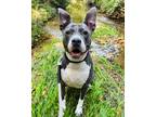 Adopt Boo a Gray/Blue/Silver/Salt & Pepper Terrier (Unknown Type