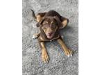 Adopt Flame a Brown/Chocolate Boxer / Labrador Retriever / Mixed dog in
