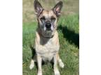 Adopt Branch a Brown/Chocolate Shepherd (Unknown Type) / Mixed Breed (Medium) /
