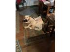 Adopt Rudy a Tan/Yellow/Fawn Goldendoodle / Mixed dog in Dade City