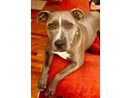 Adopt BMO a Gray/Blue/Silver/Salt & Pepper Staffordshire Bull Terrier /