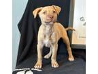 Adopt Nala a Tan/Yellow/Fawn Anatolian Shepherd / Mixed dog in Romeoville