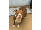 Adopt Paprika a Brown/Chocolate Mixed Breed (Large) / Mixed dog in Chamblee