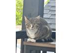 Adopt Jasmin a Gray or Blue Domestic Shorthair / Mixed (short coat) cat in