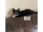 Adopt Rue a Black & White or Tuxedo Domestic Shorthair (short coat) cat in