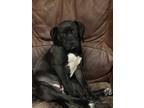 Adopt Pippie a Black Labrador Retriever / Mixed dog in Romeoville, IL (41237999)