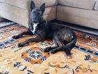 Adopt Strider a Brindle Belgian Malinois / Dutch Shepherd / Mixed dog in Los