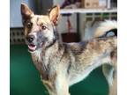 Adopt Jinyea (HDS) a Tan/Yellow/Fawn - with Black Jindo / German Shepherd Dog /