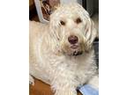 Adopt Piper a Tan/Yellow/Fawn Labradoodle / Mixed dog in Dade City