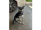 Adopt Bella a Black - with Tan, Yellow or Fawn German Shepherd Dog / Mixed dog