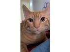 Adopt Mango a Orange or Red Tabby Tabby / Mixed (short coat) cat in Newalla