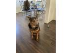 Adopt Coco a Brown/Chocolate German Shepherd Dog / Mixed dog in Los Angeles