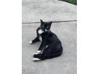 Adopt Oreo a Black & White or Tuxedo Domestic Mediumhair / Mixed (medium coat)