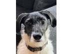 Adopt Pepper a Black - with White Great Dane / Poodle (Standard) / Mixed dog in