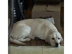 Adopt Honey a Tan/Yellow/Fawn Labrador Retriever / Mixed dog in Windsor Mill