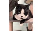 Adopt Rocky a All Black Domestic Shorthair / Domestic Shorthair / Mixed cat in