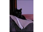 Adopt Scarlett a Black (Mostly) Domestic Mediumhair / Mixed (medium coat) cat in