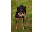 Adopt Russell a Tricolor (Tan/Brown & Black & White) Australian Cattle Dog /