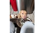 Adopt Jada a Tan/Yellow/Fawn - with White American Pit Bull Terrier / Mixed dog