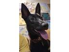 Adopt Samantha a Black Belgian Malinois / Mixed dog in Melrose, FL (41129044)