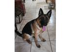 Adopt MILA a Black - with Tan, Yellow or Fawn German Shepherd Dog / Mixed dog in