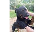 Adopt Ranger a Black Hound (Unknown Type) / Mixed dog in SCOTLAND NECK