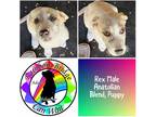 Adopt Rex a Tan/Yellow/Fawn Anatolian Shepherd / Mixed dog in Carnegie