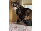 Adopt Pennie a Domestic Shorthair / Mixed (short coat) cat in Brainardsville