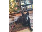 Adopt Roxy a Black - with White Shepherd (Unknown Type) / Mixed dog in Alameda