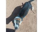 Adopt Alvin a Tricolor (Tan/Brown & Black & White) Australian Cattle Dog / Mixed