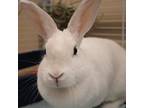 Adopt Osira a White American / American / Mixed rabbit in Pittsfield