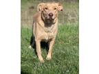 Adopt Nala a Tan/Yellow/Fawn Labrador Retriever / Mixed dog in Elkhorn