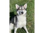 Adopt Lizzy a White Husky / Mixed dog in Elkhorn, WI (41237863)