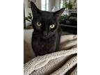 Adopt Jackie a Black (Mostly) American Shorthair (short coat) cat in Fort