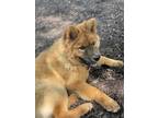 Adopt Logan a Tan/Yellow/Fawn Chow Chow / Mixed dog in Baltimore, MD (41206356)