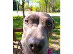 Adopt Woofi Goldberg a Gray/Blue/Silver/Salt & Pepper Terrier (Unknown Type