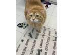 Adopt Calvin a Orange or Red Domestic Shorthair / Domestic Shorthair / Mixed