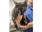 Adopt Amberly a All Black Domestic Shorthair / Domestic Shorthair / Mixed cat in