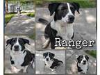 Adopt Ranger a White Golden Retriever / Mixed Breed (Medium) / Mixed (short