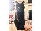 Adopt Scottie a All Black Domestic Shorthair / Mixed (short coat) cat in Lago