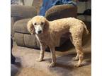 Adopt Khole a Tan/Yellow/Fawn - with White Poodle (Standard) / Mixed dog in