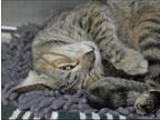 Adopt Persephone a Brown Tabby Domestic Shorthair / Mixed (short coat) cat in