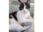 Adopt Cali a Calico or Dilute Calico Calico (short coat) cat in SCOTLAND NECK