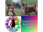 Adopt Ginger a Brown/Chocolate - with White Basset Hound / Mixed dog in