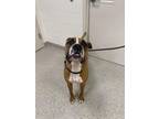 Adopt Manny a Brown/Chocolate Boxer / Mixed dog in Fishers, IN (41237524)