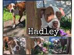Adopt Hadley a Brindle Boxer / Mixed Breed (Medium) / Mixed (short coat) dog in
