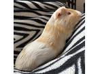 Adopt Drumstick a Buff Guinea Pig / Guinea Pig / Mixed small animal in Edmonton