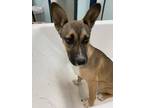 Adopt Dory G21 4-19-24 a Black German Shepherd Dog / Mixed dog in San Angelo